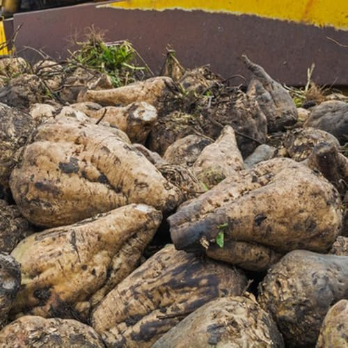 comprar semillas de remolacha azucarera de remolacha orgánica de invierno, resistentes para el jardín, 200pcs