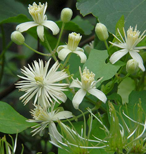 Gemeine Waldrebe Clematis 40-60cm - Clematis vitalba - lebende Gartenpflanze aus den Baumschulen