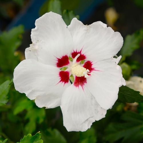 Garten-Hibiskus, Hibiscus syriacus 'Red Heart', weiß, Topf 5 Liter
