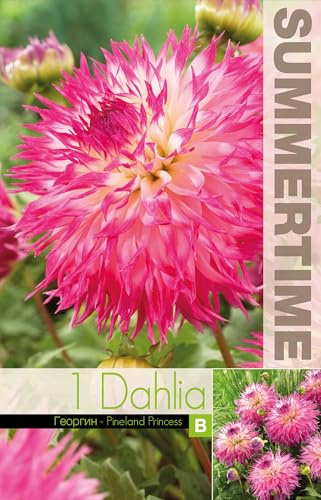 AGRONOM | DAHLIAS - PINELANDS PRIN | Bulbes de fleurs vivaces | Fleurs roses | Cultivées dans les jardins fleuris, en pots et dans les pelouses fleuries | 1 bulbe
