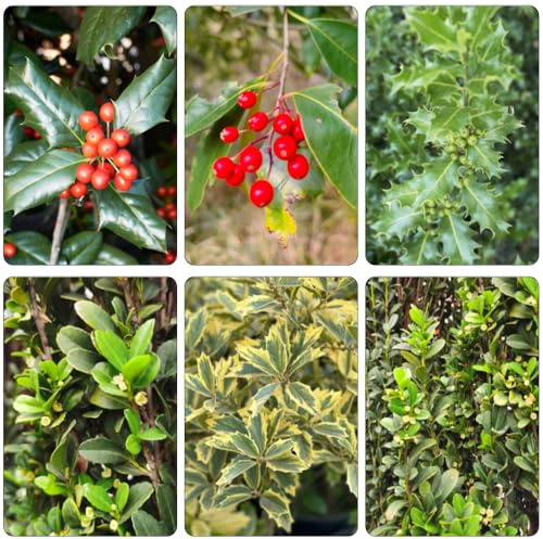 semi di agrifoglio - Ilex aquifolium giardino interni semi scalapanti resistenti crescita rapida letto interno elevato per 350pcs