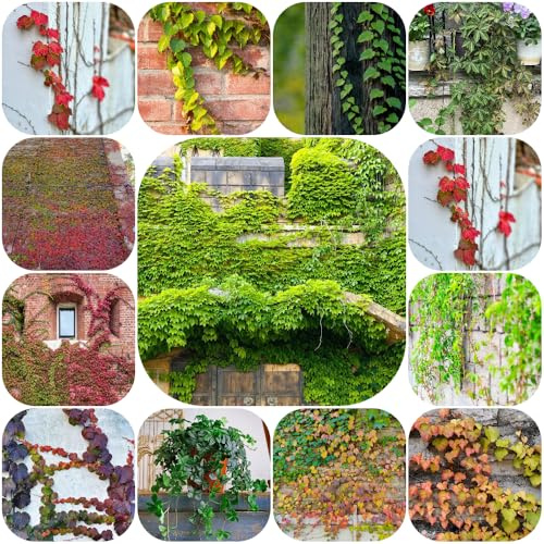 Semi di vite selvatica, verdi ornamentali Vite americana, resistenti rampicanti resistenti selvatiche rampicanti balcone decorazioni giardino per 700pcs