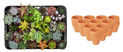 ZynesFlora Succulentes Naturelles en pot de fleurs terre cuite Ø 8.1 cm - Lot de 30 - Hauteur: 5-10 cm - Mélange de Succulentes Petite Variétés Diverses Plantes Grasses d'Intérieur