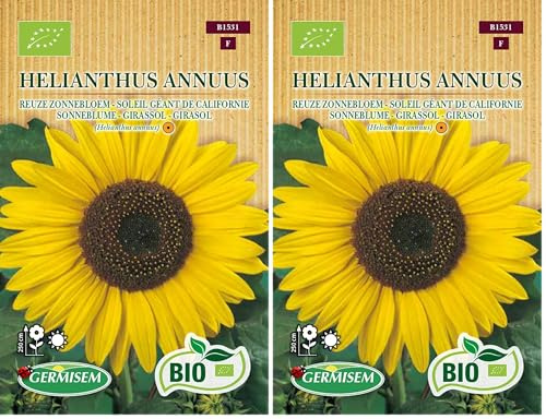 Soleil géant de Californie Helianthus annuus (Lot de 2)