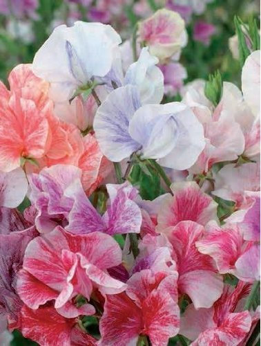 Just Seed - Flower - Sweet Pea - Heaven Scent Mixed - 20 Seeds - Economy Pack