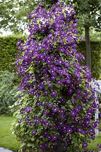 Clematis viticella 'Polish Spirit' 80-100 cm - Waldrebe, violette Blüten, Blütezeit Juni-September, ideal für Rankgerüste, pflegeleicht und winterhart
