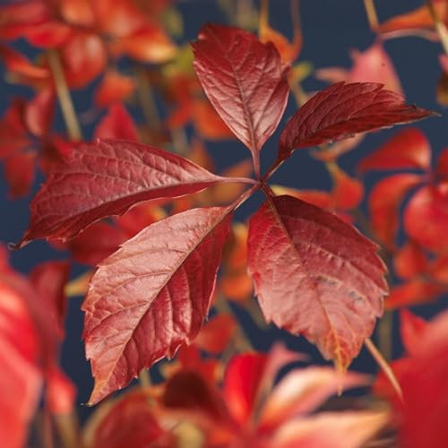 GreenboutiQ - Vigne Sauvage - Parthenocissus Engelmannii - Feuilles Vertes puis Rouges - Peu d'entretien - 2 plantes - Pot 11cm Hauteur 40cm