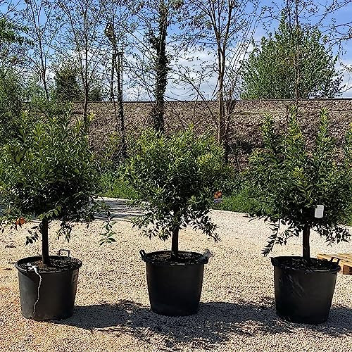 SAVINI VIVAI Mandarinenpflanze, Zitrusbaum, späte Ciaculli-Mandarine im 70 cm Topf, Höhe 180–200 cm, 16–18 Jahre Veredelung, hergestellt in Italien