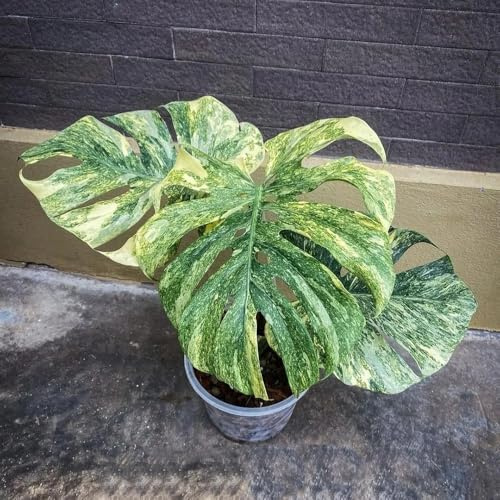 semillas de monstera decorativas, perennes resistentes para balcones variedades antiguas de jardín 300pcs