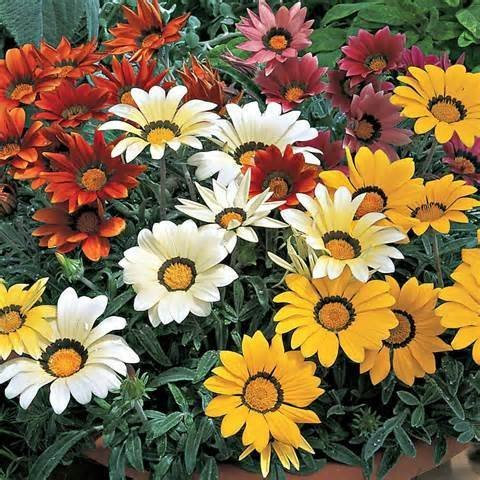 New Pack x6 Gazania 'Kiss Series Mixed' Garden Flowering Plug Plants