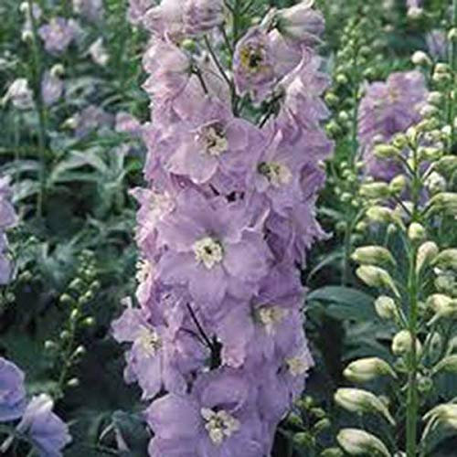 Germinazione dei Semi: Larkspur, Semi di Gigante Imperial 50+ Biologica Appena Raccolte, Un Taglio Fiore Grande