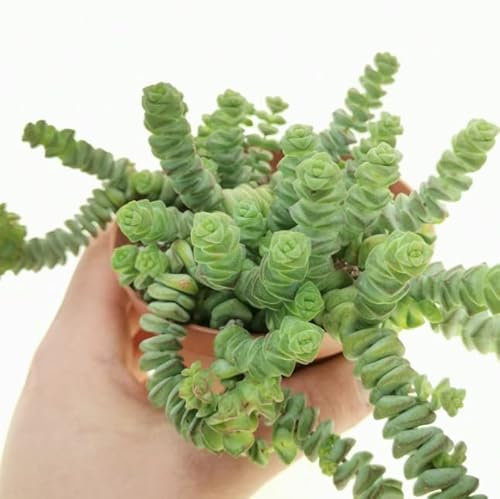 DECOALIVE Collar de Jade Planta Suculenta Natural, 8435712004534