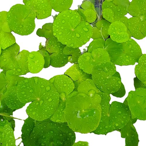 WASSERPFLANZEN WOLFF - 1 Topf schöner Brasilianischer Wassernabel/Hydrocotyle leucocephala mit dekorativen Rankenzügen und Wasserwurzeln