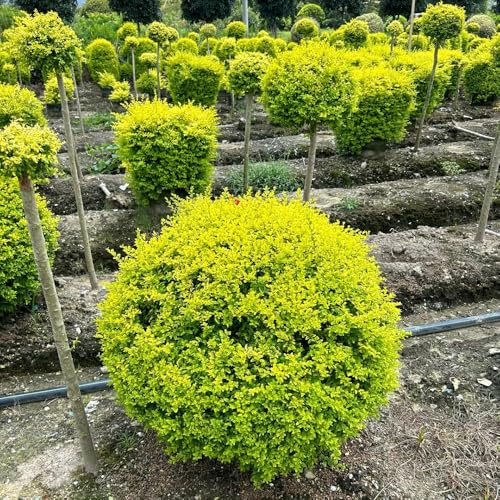Semi di siepe di ligustro, comprare semi di Ligustro lucidum - regali per gli amanti del giardino per luoghi soleggiati arbusti a crescita rapida giardino 450pcs