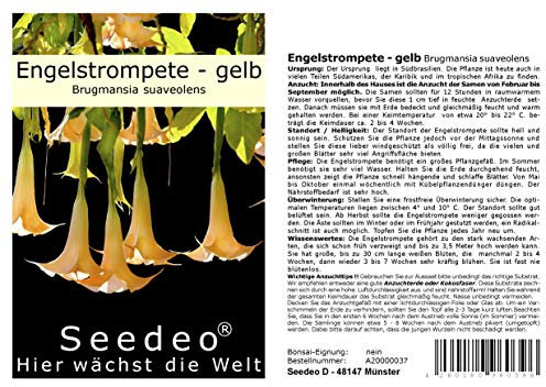 Seedeo® Engelstrompete gelb - Brugmansia suaveolens 10 Samen