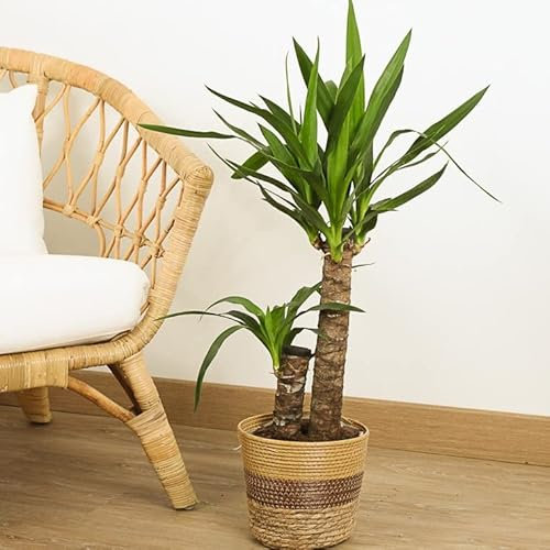 Yucca de 2 Troncos - Planta Natural de Hojas Suaves y Elegantes para Decoración
