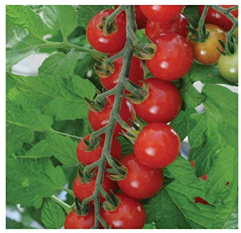 Tomate Cereza - Aperitivo Dulce - 20 Semillas Finest