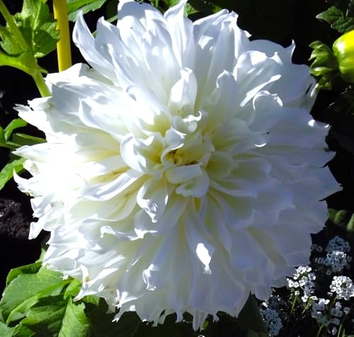 Dahlienknolle : Dahlia - Deko Dahlien  Fleurel  1 Knolle/Rhizom