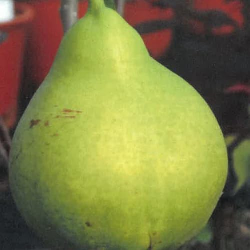 Planta Frutal Peral Enano En Jarrón 20/24 (Foto Real)