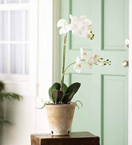 Plow & Hearth Pianta artificiale di orchidea bianca finta senza vaso, aspetto realistico senza lavoro/irrigazione/sporco, bella vegetazione di lunga durata, 10,2 cm di lunghezza x 15,2 cm di larghezza