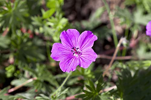 Geranium sanguineum 'Tiny Monster' 9cm Topf – Winterhart, Mehrjährig, Pflegeleicht – Blutstorchschnabel – Bodendecker für Beet & Steingarten