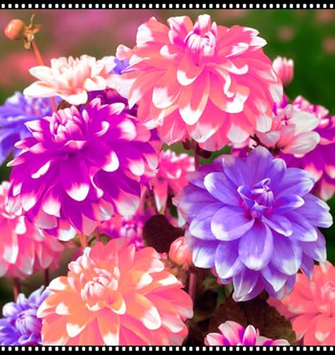 Blumenzwiebel Mix, Mysteriöse magische Glühbirne, Winterhart pflanzen, Mehrjährige Blumenzwiebel ist winterhart,Winterhart zwiebeln-2 Dahlien knollen