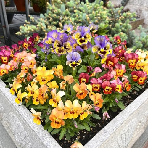 semi di viola del pensiero resistenti - decorative giardino appartamento rocciose 750pcs