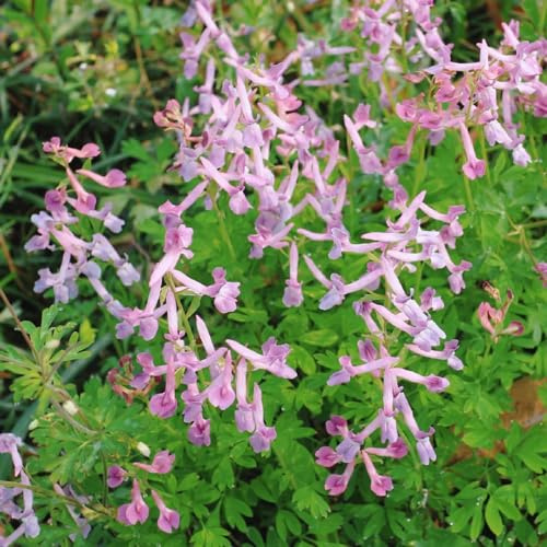 delphinium, semi di delphinium decorativo semi di per balcone resistenti esterno in vaso d'appartamento rare balcone 200semi