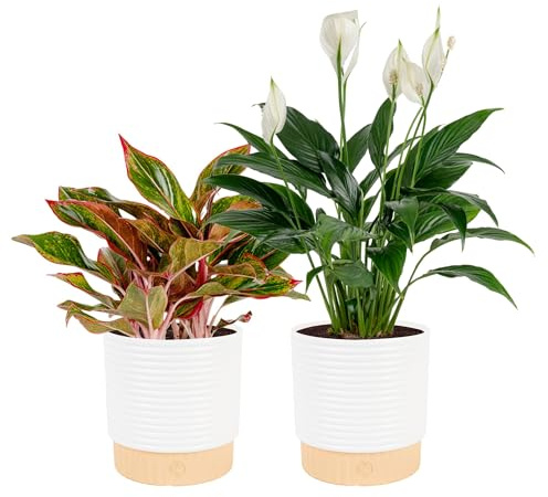Costa Farms Live Indoor Houseplants (2 Pack) Peace Lily, Chinese Evergreen in Decor Planter Pot, Potting Soil Mix, Birthday, Housewarming Gift, 1 Foot Tall