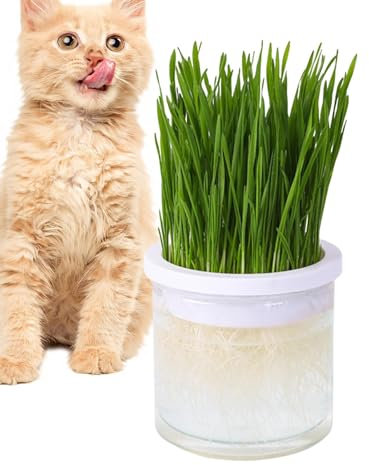 Qurygin Katzengras-Übertopf - Klarer hydroponischer Katzengrastopf,Keimschale, Haustierzubehör, Katzenpflanzgefäß, einfach zu züchten, verhindert Haarballen und fördert die Verdauung