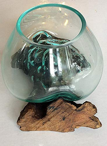 F & G Supplies Glasvase, 13 cm, wunderschön auf Teakwurzel geblasen, ideal für Blumen oder Terrarien