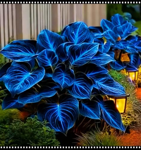 Blu Notte Hosta Rizomi Perenne，Rizoma Raro Hosta，Resistente al Freddo, Erbacea，Facile da Piantare ＆ Mantenere，Cortile ＆ Giardino Ottima Esposizione-e-6 Rizomi