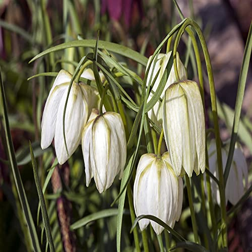 Fritillarie imperiali giardino interno rari primaverili, lungo periodo di bulbi a precoce sostenibili giardino di primaverili 5bulbi