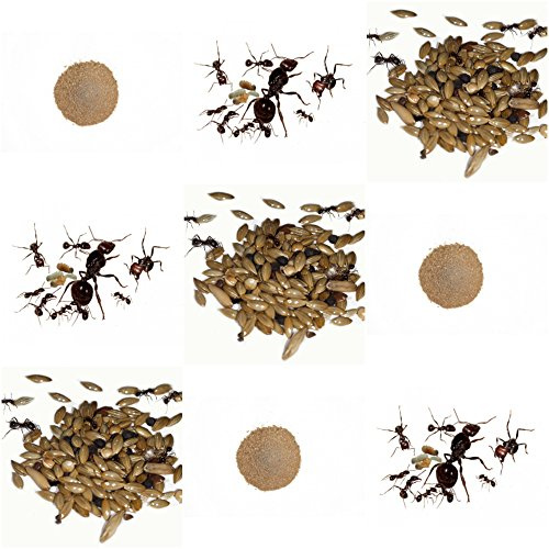 Vollständiges Ersatz-Kit für Sand-Ameisenfarm - Ameisen mit Königin Free