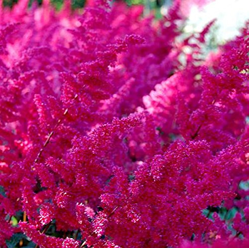 Astilbe × arendsii 'Fanal' 9 cm Topf – Winterhart, Mehrjährig, Pflegeleicht – Prachtspiere – Staude für Beet & Rabatte