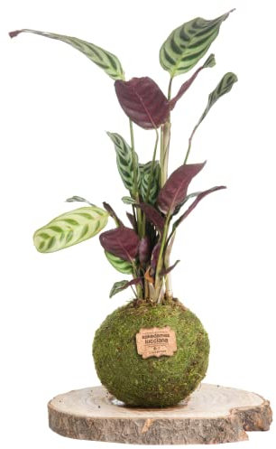 Kokedama Calathea Natural - Kokedama Interior | Bola de Musgo Vivo | Planta Natural | Planta Interior | Decoración Hogar | Fácil Cuidado y Mantenimiento