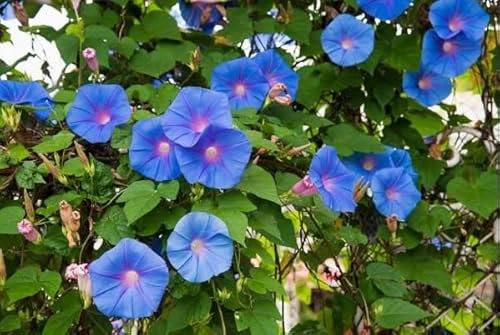 10 Graines Semences - Ipomée Tricolore - Exotique et Grimpante - 88