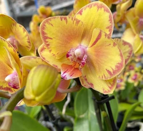 Phalaenopsis Orchid Plant - Orange Blooms Variety LIMPOPOi Spectacular Blooms - Real Live in 12 cm Pot
