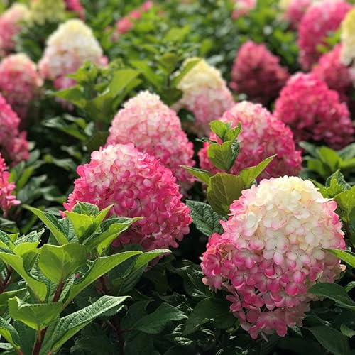 Vivai le Georgiche - Pianta vera di Hydrangea paniculata Little Lime Punch Ortensia paniculata 'Little Lime Punch' - vaso Ø 19 cm