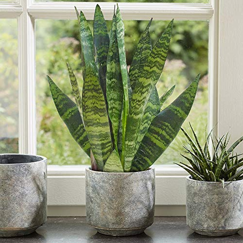1 x Sansevieria Black Coral - Langue de Belle-mère | Plante pour Maison ou Bureau de 30 à 40 cm en pot