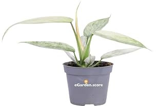 Pianta di Philodendron Florida Ghost Pianta di Filodendro pianta da interno pianta ornamenta pianta di Philodendron foglie bianche pianta da arredo pianta vera venduta da eGarden.store