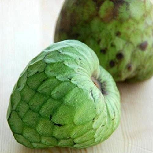 Vivaio Garden Forest Annona cherimola Cumbe Pianta di Cherimoya | Piccolo Albero Tropicale da Frutto, Frutti Esotici dal Gusto Dolce, Altezza 140/160 cm