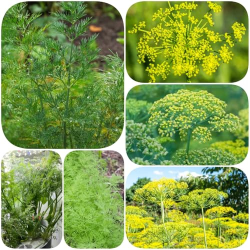 Semi di aneto - aromatiche da giardino vecchie varietà verdi giardino aromatiche selvatiche resistenti semi di per giardinieri prodotti 400pcs