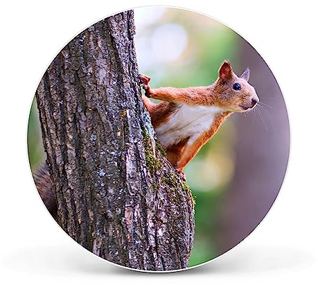banjado Magnettafel Ø 47cm Weiß - Magnetwand aus Metall - Magnetpinnwand als Memoboard - Pinnwand Magnettafel Küche, Büro, Kinderzimmer inkl. 4 Magnete & Montageset - Eichhörnchen