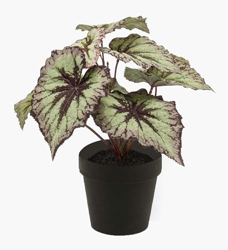 artplants.de Kunstpflanze Blattbegonie Meira, grün-violett, 25cm - Deko Buntnessel