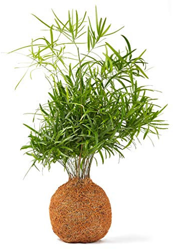 Tranquil Plants Falcatus Fern Coco Fiber Bonsai Tree Indoor Plant | Mature Plant - The Coco Fibre Ball Japanese Zen Gardens, Bonsai Tree Outdoor and Indoor Bonsai Plant for Gardening Gift- 30cm High