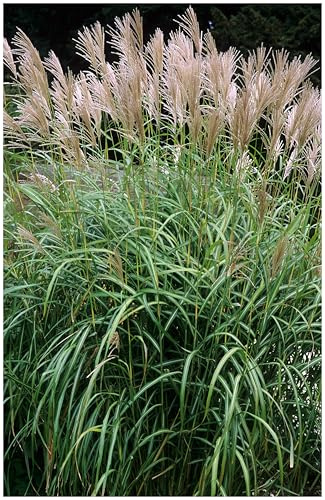 Stauden Gänge 3 x Miscanthus sinensis 'Goliath' Großes Chinaschilf | Hohes Ziergras für Sonne, Blüte September bis Oktober, mehrjährig, 1 L Topf (11x11 cm)