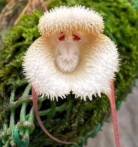 100 semi di orchidea bianca con faccia di scimmia