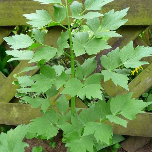 Plant World Seeds - Herb Lovage Seeds (Herb Seeds)