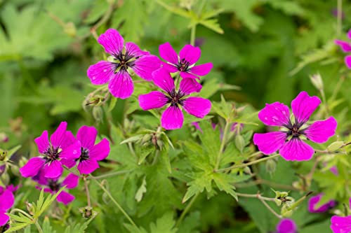 Geranium psilostemon - Armenischer Storchschnabel, leuchtend pinke Blüten, Blütezeit Juni-August, ideal für Rabatten, pflegeleicht und winterhart